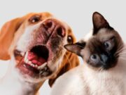 Tocancipá realizará jornada de esterilización canina y felina