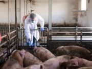 Abren convocatoria para manejo sostenible de residuos porcinos en Fusagasugá