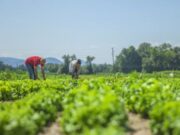 Boletín agroclimático: apoyo para productores y agricultores