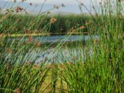 CAR y PNUD impulsan la protección de humedales