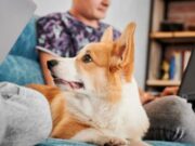 En Sopó Jornada de Vacunación “Huellitas Contigo”