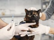 Mosquera refuerza vacunación antirrábica gratuita