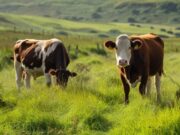 SENA y Alcaldía de Cogua forman a ganaderos locales