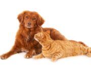 Tabio promueve Jornada de Esterilización responsable