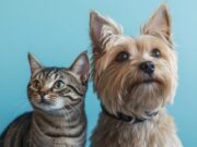 Tabio realizará esterilización gratuita de mascotas