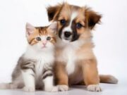 Tenjo cuida la salud de las Mascotas