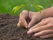 Tocancipá realizará Jornada de Siembra