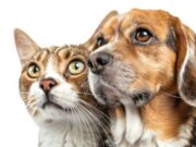 Vacunación antirrábica y desparasitación en Tenjo