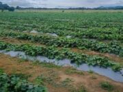 Beltrán avanza en modelo productivo limpio y sostenible