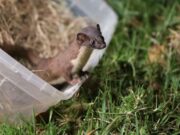 CAR devuelve a la libertad seis animales silvestres en Cundinamarca