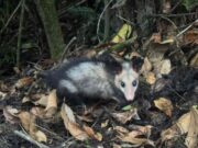 CAR libera Animales Silvestres en Pacho