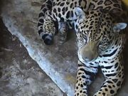 CAR rescató un jaguar en la Cuenca Baja del Río Bogotá