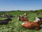 Cajicá fortalece la producción agropecuaria