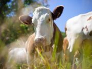 Capacitación fortalece el sector agropecuario en Zipacón