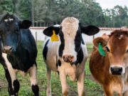 Capacitación para productores sobre buenas Prácticas Ganaderas en Cogua