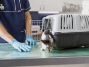 Cogua anuncia Jornada de esterilización para caninos y felinos