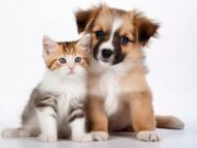 Cogua realiza jornada de esterilización canina y felina