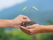 En Cajicá se celebra gran jornada de siembra de árboles nativos