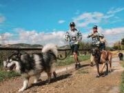 En Funza realizan Canicross 2025