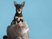 Jornada de Bienestar Animal en Tocancipá