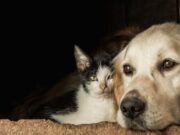 Jornada de esterilización animal en Sibaté