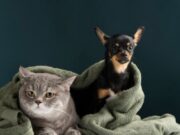 Jornada gratuita de esterilización en Madrid