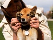 Jornada gratuita de esterilización para mascotas en Tabio
