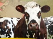 Mercado Ganadero hará parte de los 488 años de Bojacá