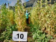 Soacha exaltó a sus productores en el marco del Festival de la Arveja