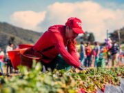 Soacha realizo su segunda edición Festival de la Fresa