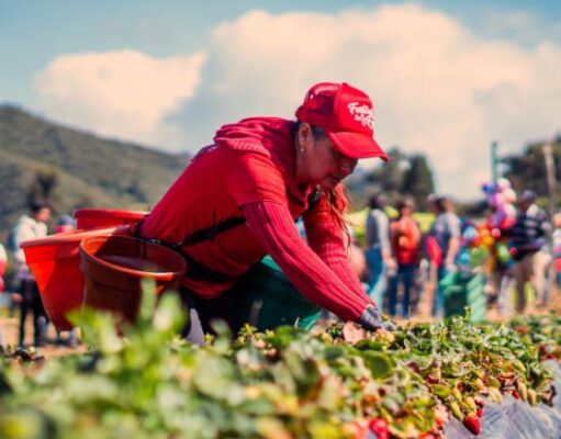 Soacha realizo su segunda edición Festival de la Fresa