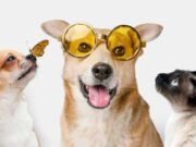 Tenjo realiza vacunación antirrábica y desparasitación gratuita