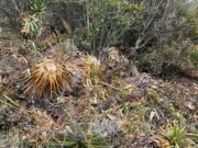 Alerta ambiental: devastación de flora nativa en Tenjo motiva investigación de la CAR