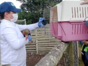 CAR rescata aves silvestres explotadas en restaurante de Subachoque