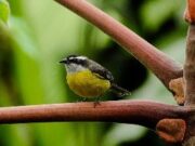 Más de 1.300 ciudadanos se unieron al avistamiento de aves en 14 puntos del territorio