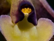 Descubren nueva orquídea en Tenjo