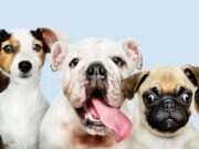 En Madrid, jornada de Vacunación Antirrábica