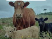 II ciclo de vacunación bovina en Sibaté