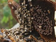 IPYBAC y comunidades aprenden técnicas de rescate y cuidado de polinizadores