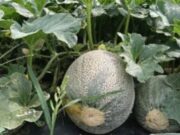 Inversión de más de $70 millones, fortalece la economía rural y el cuidado ambiental