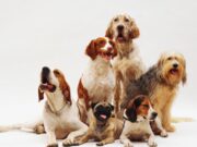 Jornada de Esterilización en Tocancipá