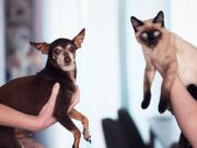 Jornada gratuita de vacunación antirrábica en Madrid