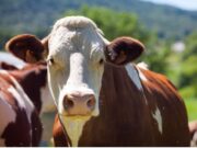 Mercado Ganadero en Sopó