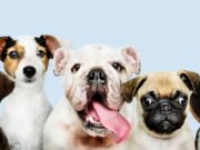 Soacha avanza en la protección animal con vacunación antirrábica