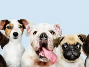 Sopó realizará jornadas gratuitas de vacunación y desparasitación