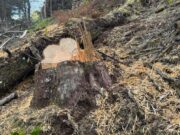 CAR inicia sanciones por aprovechamiento forestal no autorizado