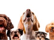 Tenjo realizará jornada de Vacunación Antirrábica