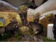 Cundinamarca Fest invita a un recorrido inmersivo ambiental