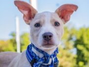 Jornada de Esterilización en Sibaté