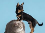 Jornada de Vacunación Antirrábica y Desparasitación en Tenjo